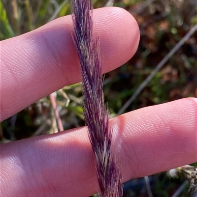 Triraphis mollis (Needle Grass) at Tibooburra, NSW - 29 Jun 2024 by Tapirlord