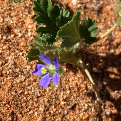 Erodium crinitum (Native Crowfoot) at Tibooburra, NSW - 29 Jun 2024 by Tapirlord