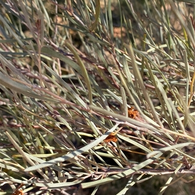 Acacia aneura (Mulga) at Tibooburra, NSW - 29 Jun 2024 by Tapirlord