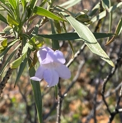 Eremophila freelingii (Limestone Fuchsia, Rock Fuchsia Bush) at Tibooburra, NSW - 29 Jun 2024 by Tapirlord