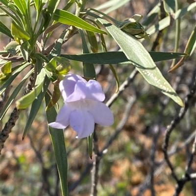 Eremophila freelingii (Limestone Fuchsia, Rock Fuchsia Bush) at Tibooburra, NSW - 29 Jun 2024 by Tapirlord