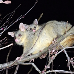 Trichosurus vulpecula (Common Brushtail Possum) at Braidwood, NSW - 23 Sep 2024 by MatthewFrawley