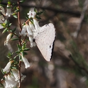 Erina hyacinthina at Oaks Estate, ACT - 23 Sep 2024 02:43 PM