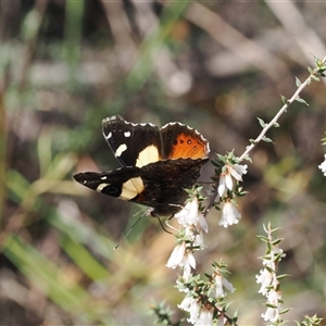 Vanessa itea at Oaks Estate, ACT - 23 Sep 2024