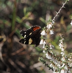 Vanessa itea at Oaks Estate, ACT - 23 Sep 2024