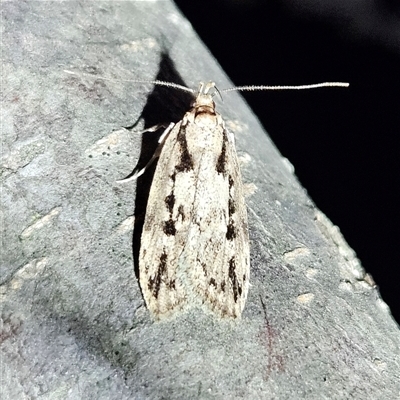 Barea bathrochorda (A Concealer moth (Barea group) at Braidwood, NSW - 23 Sep 2024 by MatthewFrawley
