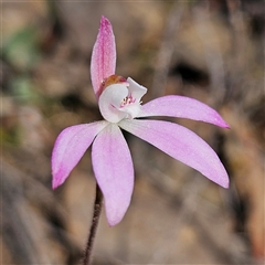 Caladenia fuscata (Dusky Fingers) at Aranda, ACT - 23 Sep 2024 by MatthewFrawley