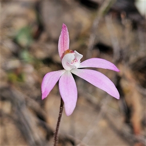 Caladenia fuscata at Aranda, ACT - suppressed