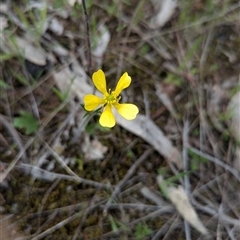 Ranunculus lappaceus (Australian Buttercup) at Mount Bruno, VIC - 22 Sep 2024 by Darcy