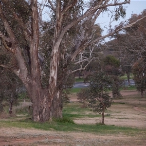 Eucalyptus melliodora at Higgins, ACT - 2 Sep 2021