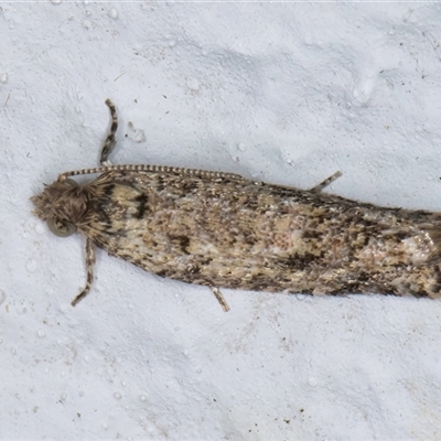 Isochorista chaodes (A Tortricid moth (Tortricinae)) at Melba, ACT - 22 Sep 2024 by kasiaaus