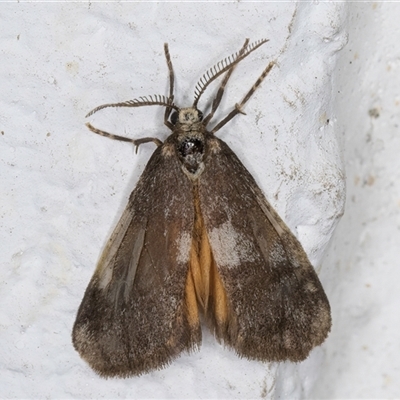 Anestia semiochrea (Marbled Footman) at Melba, ACT - 22 Sep 2024 by kasiaaus