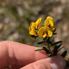 Pultenaea platyphylla (Flat-leaf Bush-pea) at Mount Bruno, VIC - 22 Sep 2024 by Darcy