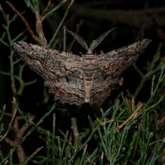 Scioglyptis lyciaria (White-patch Bark Moth) at Freshwater Creek, VIC - 13 Mar 2021 by WendyEM