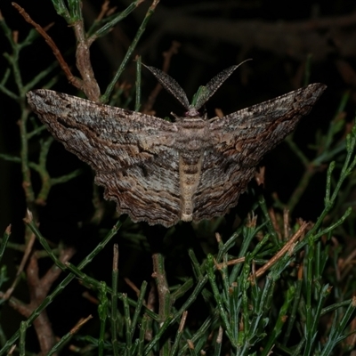 Scioglyptis lyciaria (White-patch Bark Moth) at Freshwater Creek, VIC - 13 Mar 2021 by WendyEM