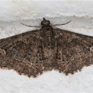 Pasiphilodes testulata at Melba, ACT - 22 Sep 2024 10:18 PM