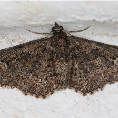 Pasiphilodes testulata (Pome looper) at Melba, ACT - 22 Sep 2024 by kasiaaus