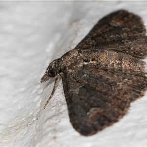 Pasiphilodes testulata at Melba, ACT - 22 Sep 2024 10:18 PM