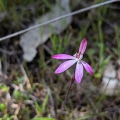 Caladenia fuscata at Mount Bruno, VIC - suppressed
