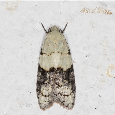 Tracholena sulfurosa (A tortrix moth) at Melba, ACT - 22 Sep 2024 by kasiaaus