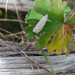 Utetheisa pulchelloides (Heliotrope Moth) at Mount Bruno, VIC - 22 Sep 2024 by Darcy