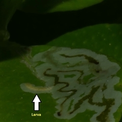 Phyllocnistis citrella (Citrus Leafminer) at Freshwater Creek, VIC - 15 Mar 2021 by WendyEM