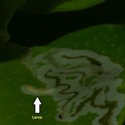 Phyllocnistis citrella (Citrus Leafminer) at Freshwater Creek, VIC - 15 Mar 2021 by WendyEM