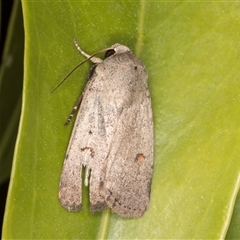 Proteuxoa tibiata (Horseshoe Noctuid) at Melba, ACT - 22 Sep 2024 by kasiaaus