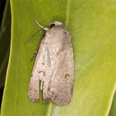 Proteuxoa tibiata (Horseshoe Noctuid) at Melba, ACT - 22 Sep 2024 by kasiaaus