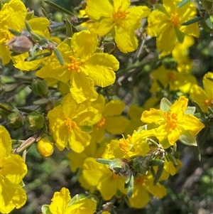 Hibbertia calycina at Whitlam, ACT - 23 Sep 2024 01:02 PM