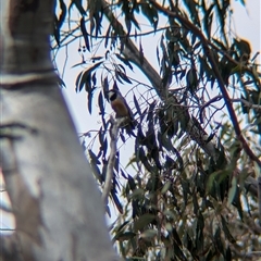 Pachycephala rufiventris (Rufous Whistler) at Mount Bruno, VIC - 22 Sep 2024 by Darcy