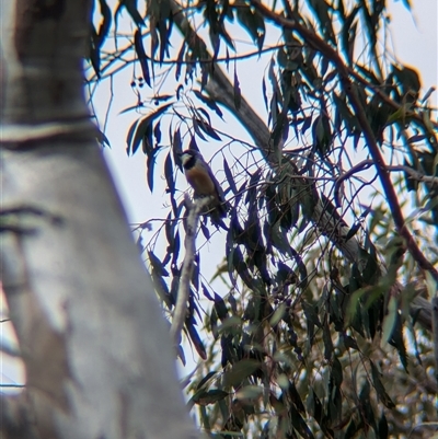 Pachycephala rufiventris (Rufous Whistler) at Mount Bruno, VIC - 22 Sep 2024 by Darcy