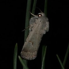 Proteuxoa paratorna (Hyphen Noctuid) at Freshwater Creek, VIC - 25 Mar 2021 by WendyEM