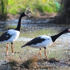 Anseranas semipalmata (Magpie Goose) at Quandialla, NSW - 20 Sep 2024 by Harrisi