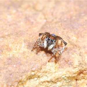 Maratus chrysomelas at O'Connor, ACT - 23 Sep 2024 12:24 PM