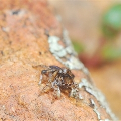 Maratus chrysomelas at O'Connor, ACT - 23 Sep 2024 12:24 PM