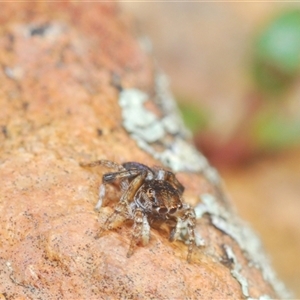 Maratus chrysomelas at O'Connor, ACT - 23 Sep 2024 12:24 PM