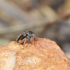 Maratus chrysomelas at O'Connor, ACT - 23 Sep 2024 12:24 PM