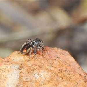 Maratus chrysomelas at O'Connor, ACT - 23 Sep 2024 12:24 PM