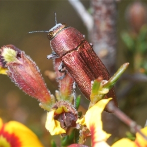 Melobasis propinqua at O'Connor, ACT - 23 Sep 2024