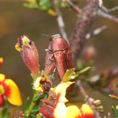 Melobasis propinqua at O'Connor, ACT - 23 Sep 2024