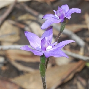 Glossodia major at O'Connor, ACT - 23 Sep 2024