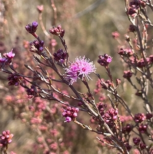 Kunzea parvifolia at Mount Fairy, NSW - 23 Sep 2024