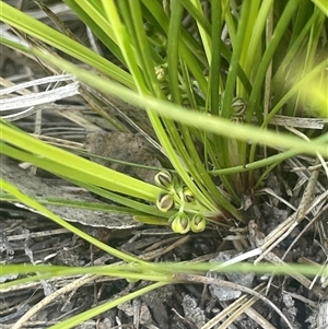 Lomandra filiformis subsp. coriacea at Mount Fairy, NSW - 23 Sep 2024 12:11 PM