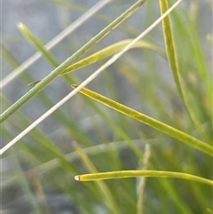 Lomandra filiformis subsp. coriacea at Mount Fairy, NSW - 23 Sep 2024 12:11 PM