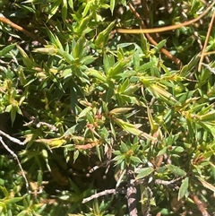 Styphelia humifusum (Cranberry Heath) at Mount Fairy, NSW - 23 Sep 2024 by JaneR