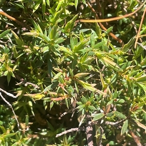 Styphelia humifusum at Mount Fairy, NSW - 23 Sep 2024