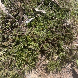 Styphelia humifusum at Mount Fairy, NSW - 23 Sep 2024