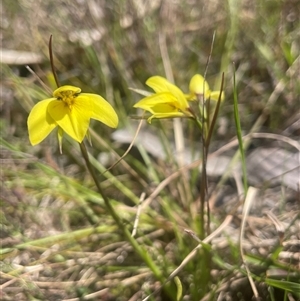 Diuris chryseopsis at Mount Fairy, NSW - 23 Sep 2024