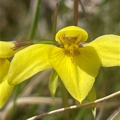 Diuris chryseopsis at Mount Fairy, NSW - 23 Sep 2024